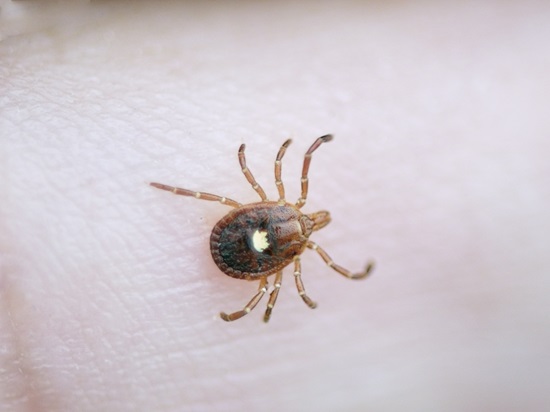 Lone star tick
